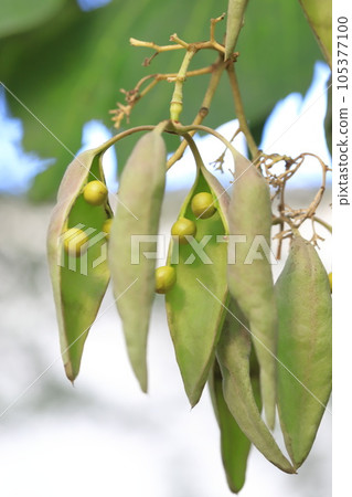 大量生長的青桐種子 105377100