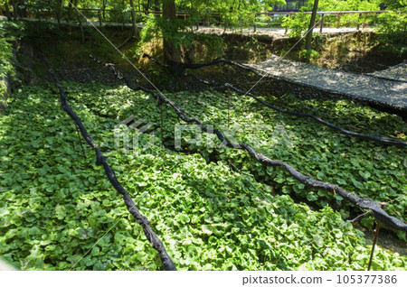 Wasabi Wasabi 105377386