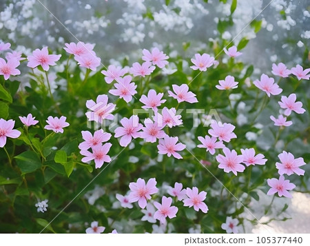 Background material of pink flowers that color spring and early summer 105377440