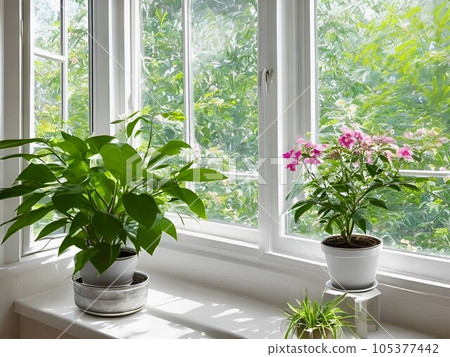 窗外的寧靜，盆栽輕輕地擺放在窗外的光線和它們之間的空間裡，一幅清晰的畫面 105377442