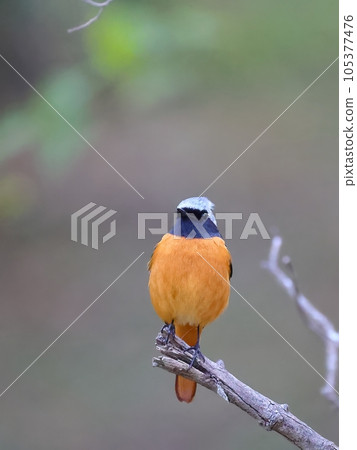 Yellowtail male bird standing on a branch 105377476