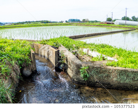 插秧後的稻田美景 東京多摩八王子的原始風光 插秧後的稻田美景 東京多摩八王子的原始風光 105377523