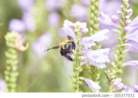A carpenter bee sucking nectar from a lavender flower 105377551