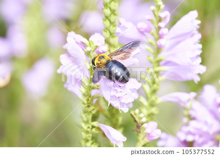 木蜂從薰衣草花中吸取花蜜 105377552