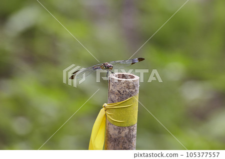 蜻蜓即將完成 蜻蜓即將完成 105377557