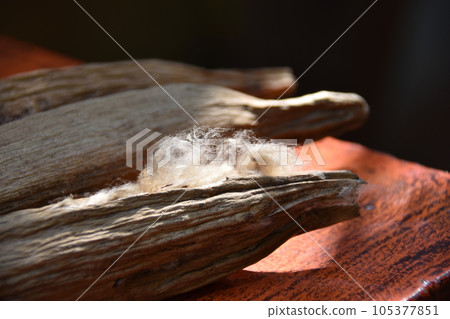 木棉棉籽 105377851