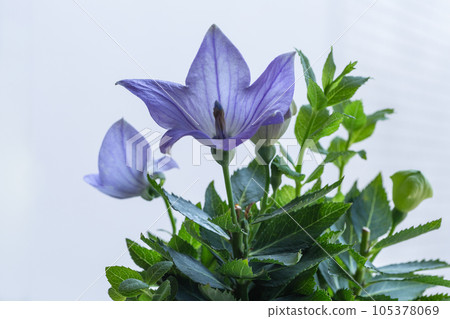 Bellflower against the background of a white wall Bellflower flower Bellflower against the background of a white wall Bellflower flower 105378069