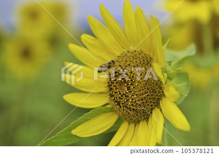 In search of sunflower nectar 105378121