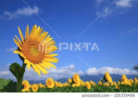 琵琶湖岸上的向日葵田 105378499