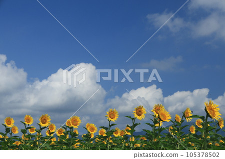 琵琶湖岸上的向日葵田 105378502