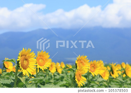 琵琶湖岸上的向日葵田 105378503