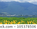 琵琶湖岸上的向日葵田 105378506