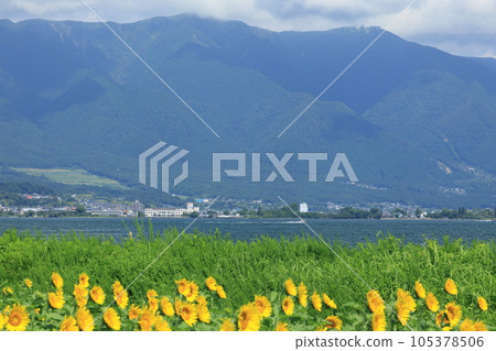 琵琶湖岸上的向日葵田 105378506