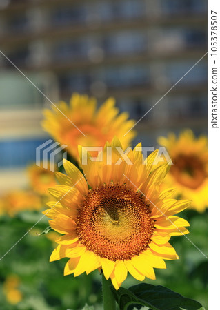 琵琶湖岸上的向日葵田 105378507