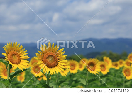 琵琶湖岸上的向日葵田 105378510