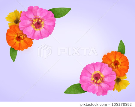 百日草和金雞菊的背景⑤ 百日草和金雞菊的背景⑤ 105378592