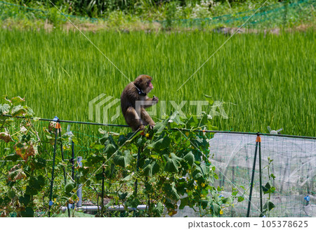 日本獼猴在田裡吃莊稼 105378625