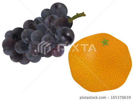 “葡萄”新先鋒和“早稻田蜜柑” 105378639