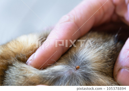 The tick bit into the skin under the cat's fur. Danger of encephalitic mites attack, pet protection on a walk, veterinary insect removal. The tick bit into the skin under the cat's fur. Danger of encephalitic mites attack, pet protection on a walk, veterinary insect removal. 105378894