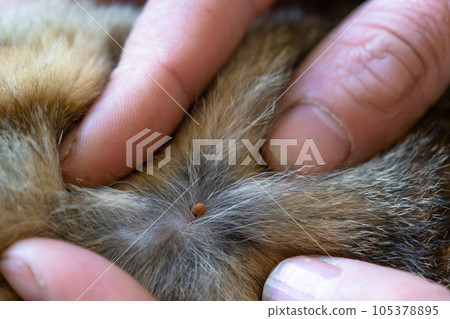 The tick bit into the skin under the cat's fur. Danger of encephalitic mites attack, pet protection on a walk, veterinary insect removal. The tick bit into the skin under the cat's fur. Danger of encephalitic mites attack, pet protection on a walk, veterinary insect removal. 105378895