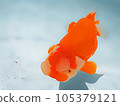金魚 105379121