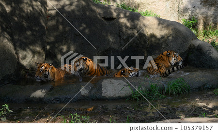 Four Amur tiger brothers and sisters cool off in a pond in the shade of midsummer trees Four Amur tiger brothers and sisters cool off in a pond in the shade of midsummer trees 105379157