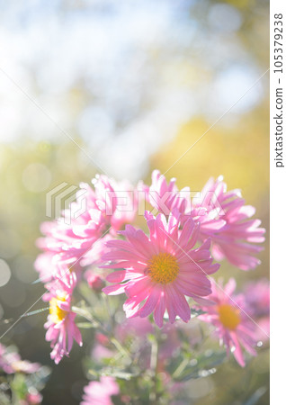 Purple wildflowers 105379238