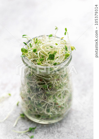 Microgreens grown in a jar. 105379314