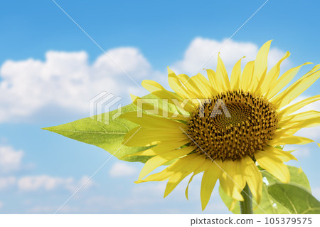 image of beautiful sunflowers image of beautiful sunflowers 105379575