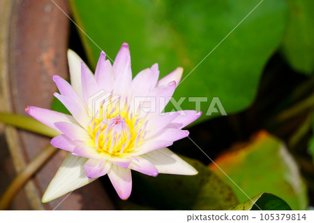 粉紅色熱帶睡蓮 1 105379814