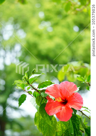 陽光下的紅芙蓉 105379816