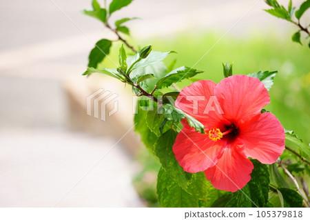 開花在路旁的木槿 105379818