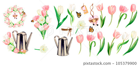 Watercolour drawn set of beautiful pink and white tulip bouquets, flowers, butterflies, watering cans, wreath, heart decoration on white background. Perfect for sticker, logo, napkin, textile printing 105379900