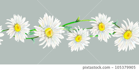 Watercolor illustration seamless border from field camomile hand-drawn on grey background. Watercolor floral natural illustration of delicate plants for banner, poster, stickers, invitations, textile Watercolor illustration seamless border from field camomile hand-drawn on grey background. Watercolor floral natural illustration of delicate plants for banner, poster, stickers, invitations, textile 105379905