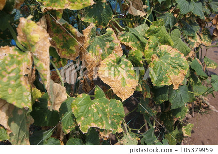 Withered cucumber leaves Withered cucumber leaves 105379959