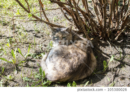 Gray stray cat sleeping under a bush Gray stray cat sleeping under a bush 105380026