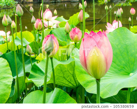 Morning scenery in early summer Beautiful blooming lotus flowers 105380659