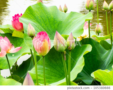 初夏的早晨風景 美麗盛開的荷花 105380666