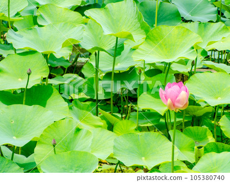 Morning scenery in early summer Beautiful blooming lotus flowers 105380740