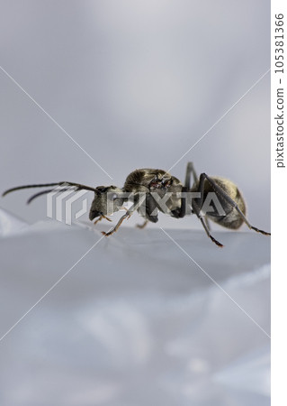 ant close up ant close up 105381366