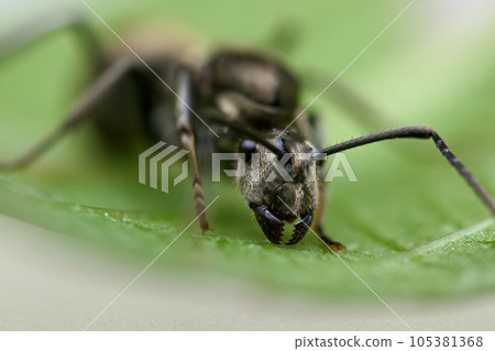 ant close up ant close up 105381368
