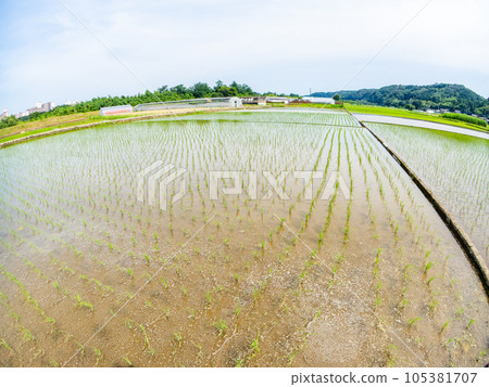 A beautiful view of rice paddies after planting, taken with a diagonal fisheye lens, the original landscape of Tama-Hachioji, Tokyo 105381707