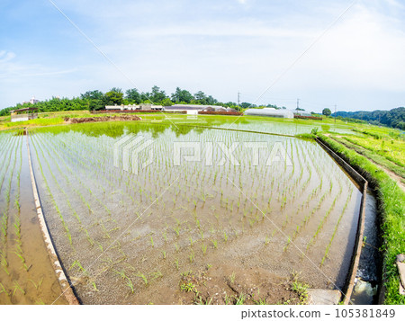 A beautiful view of rice paddies after planting, taken with a diagonal fisheye lens, the original landscape of Tama-Hachioji, Tokyo 105381849