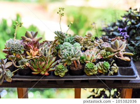 Many potted succulents of Echeveria elegans, Echeveria, Sedum,Graptopetalum (leatherpetal) at a flower market Many potted succulents of Echeveria elegans, Echeveria, Sedum,Graptopetalum (leatherpetal) at a flower market 105382036