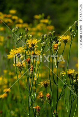 Bright yellow Pilosella caespitosa or Meadow Hawkweed flower, close up. Hieracium pratense Tausch or Yellow King Devil is tall, flowering, wild plant, growing in the abandoned grasslands or roadsides Bright yellow Pilosella caespitosa or Meadow Hawkweed flower, close up. Hieracium pratense Tausch or Yellow King Devil is tall, flowering, wild plant, growing in the abandoned grasslands or roadsides 105382080