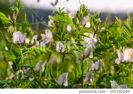 Vicia lutea - smooth yellow vetch. Spring wildflowers on a sunny day in the meadow 105382094