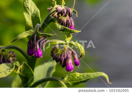 In the meadow, among wild herbs the comfrey Symphytum officinale is blooming 105382095