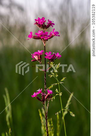 Silene viscaria, Viscaria vulgaris, Caryophyllaceae. Wild plant shot in summer Silene viscaria, Viscaria vulgaris, Caryophyllaceae. Wild plant shot in summer 105382119