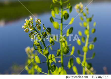 Field pennycress, Thlaspi arvense is an edible plant used in salads. Their seeds are sometimes used as a spice, mostly for meat. Nowadays it is almost forgotten spice used in previous centuries 105382166