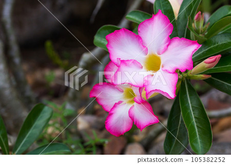 Dewy white yellow pink Adenium flower with leafs 105382252